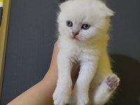 Orjinal safkan british shorthair yavrular