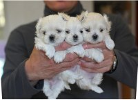 KOREAN MALTİPOO 1.250 gram