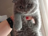 Scottish fold
