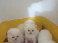 Mavi boncuk kediler
