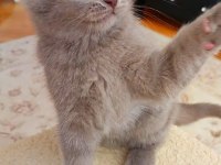LOKUMULİNKO KEDİSİ