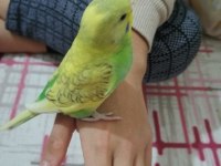Evdeki kendi muhabbet kuşlarımın yavruları