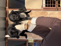 Labrador yavrularımız
