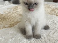 Yakışıklı paşalarım scottish fold