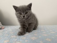 British shorthair 55 günlük