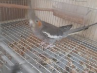 İkinci Kuluçka Hazırlığında Kusursuz Grey Takım Sultan