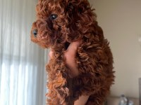 Sağlık ve ırk garantili toy poodle bebekler
