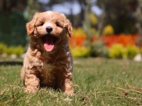 LEO SİZİ BEKLİYOR MALTİPOO