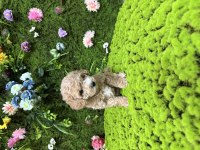 Mini boy toy poodle bebekler