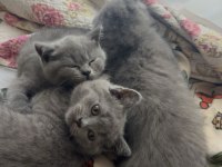 Yavru British Shorthair Kedisi