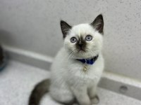 Yok böyle british shorthair