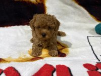 Toy poodle yavruları