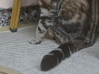 KAYIP İLANI SCOTTİSH FOLD KEDİM ÇİPLİ