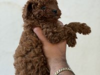 Erkek ve dişi kg garantili toy poodle bebekler