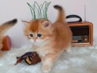 Efsane Saf kan Golden Longhair Dişi Erkek Bebeklerim