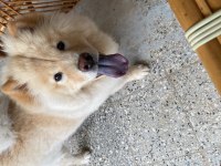 Çin aslanı bebeğimin alerjisi çıktığından