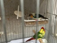 Ağır parçalı parrot goldian finch cinemonlar