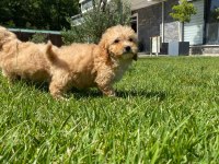 Ruhsatli Çiflikten Maltipoo Yavrulari