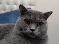 British shorthair kedimize yuva arıyoruz