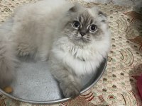 Scottish fold