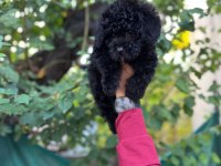 SİLVER TAŞIYICI TOY POODLE