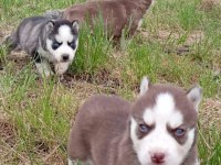 SİBİRYA KURDU (HUSKY) YAVRULARI ÜRETİM ÇİFTLİĞİNDEN