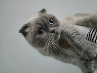 KEDİMİZ İÇİN LÜTFEN SADECE AİLELER ULAŞSIN