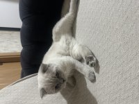 Kedimizi Sahiplenmek İçin Ulaşın
