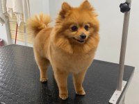Yetişkin 1 yavrusuyla birlikte verilecek pomeranian