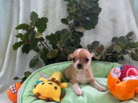 Chihuahua yavrularımız