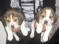 Beagle yavrular