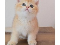 British shorthair kedimiz sahiplendiriyoruz