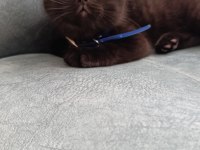 Scottish fold yavrusu