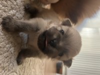 Pomeranian Boo Sahiplendirilecektir