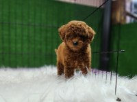 Poodle ailemize katılmak istemez misiniz