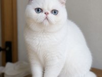 EXOTIC SHORTHAIR ERKEK 
