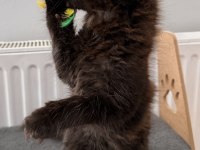 XXL MAINE COON ERKEK