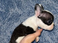 FRENCH BULLDOG GÜZELLİK AİLESİNİ BEKLİYOR