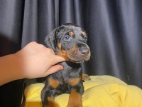 Üst kalite estetikli Doberman yavrularımız