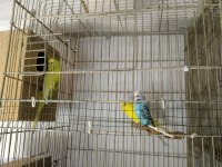 Her renkte türde muhabbet kuşu vardır
