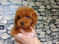 70 Günlük Poodle