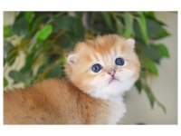 Ny12 Golden British Shorthair Yavrular