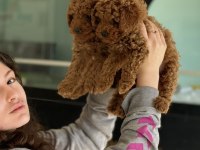 Toy poodle köpeğimiz