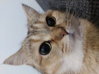 ESKİŞEHİR British shorthair silver shaded dişi