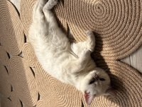 Masmavi Gözlü Erkek British Shorthair