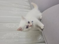 British shorthair 1,5 aylık