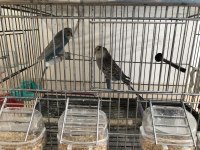 Bir çift mavi muhabbet kuşu sahiplendirilecektir