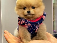 POMERANİAN BEBEKLER (TEDDY BEAR SPİTZ)