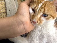 HEM UYSAL HEMDE OYUNCU SARMAN KEDİMİZ MAVİŞ