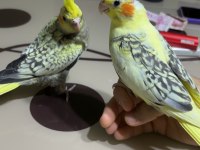 Yavru sultan papağanlarım (2 dişi ve 2 erkek) 2 aylık